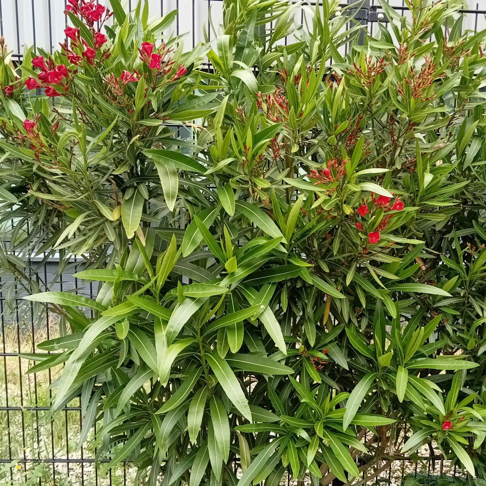 Oleander donker roze, Tuin en Terras, Planten | Tuinplanten, Overige soorten, Volle zon, Vaste plant, Ophalen of Verzenden