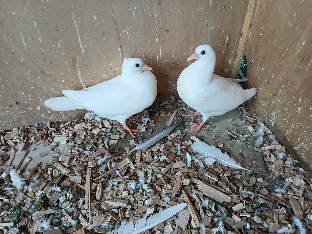 2 witte postduiven, Dieren en Toebehoren, Meerdere dieren, Postduif