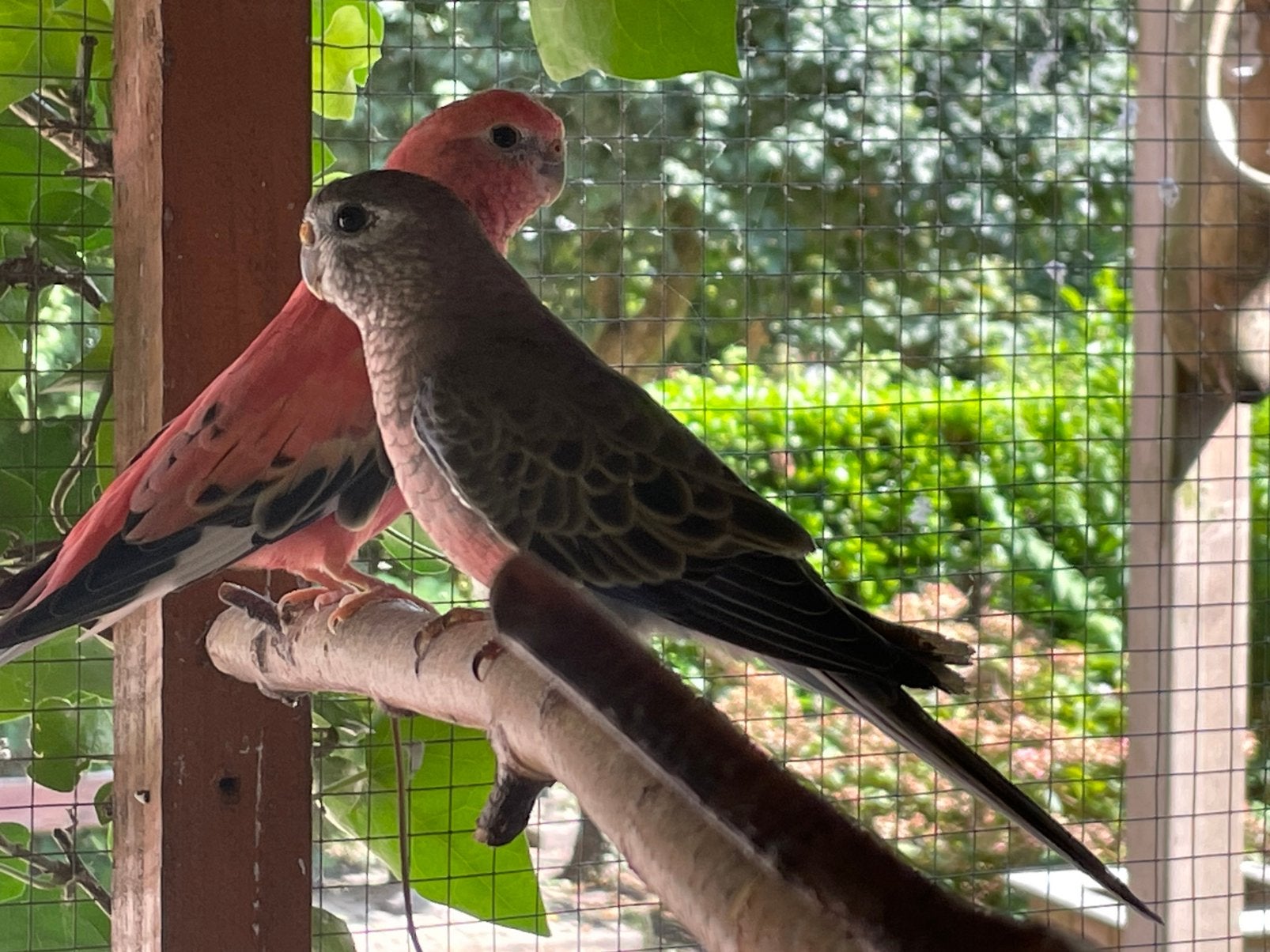 Bourkes wildkleur broed 2026, Dieren en Toebehoren, Vogels | Parkieten en Papegaaien, Meerdere dieren, Parkiet