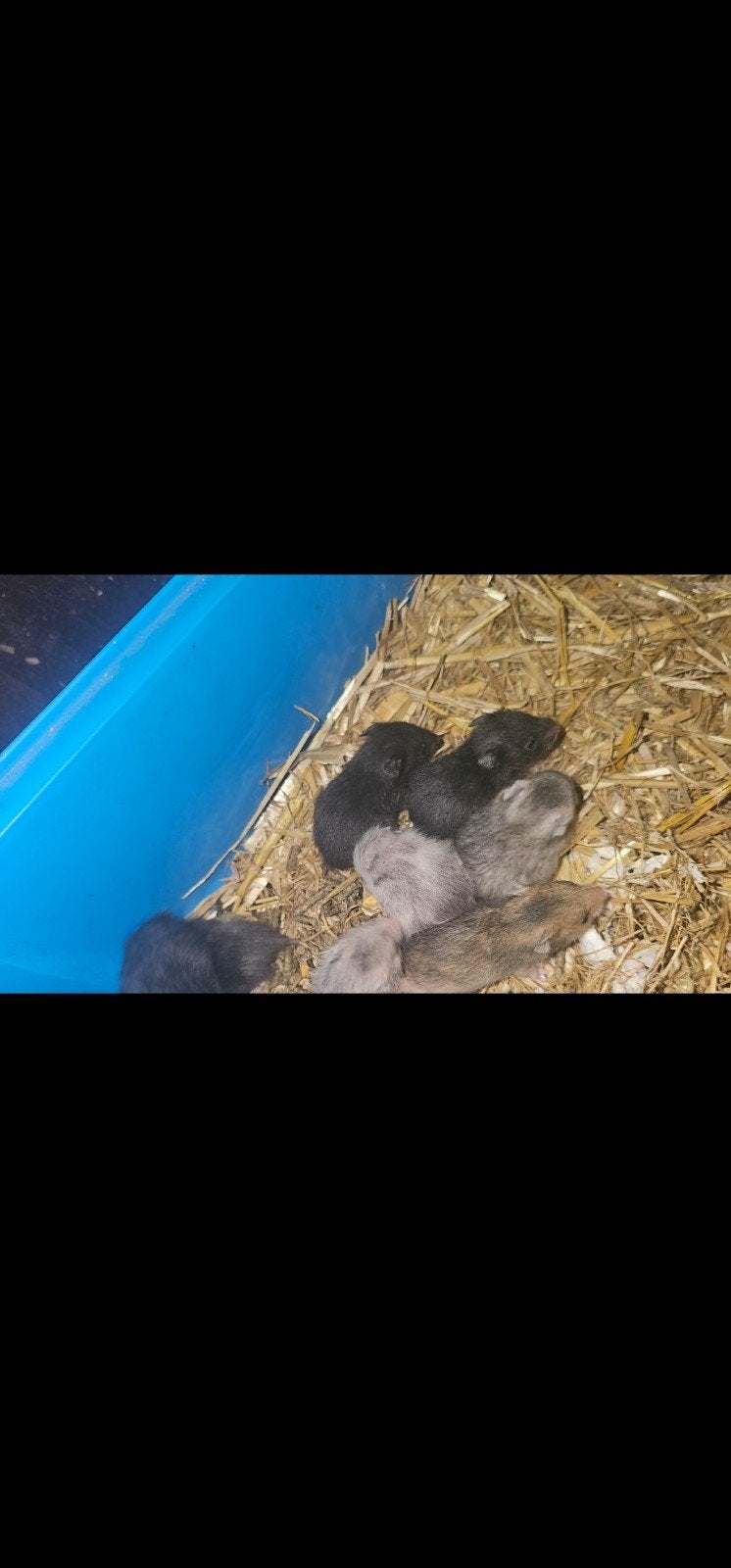 Lieve en tamme goud hamsters (jonkies) zoeken een huisje, Dieren en Toebehoren, Mei, Meerdere dieren, Hamster