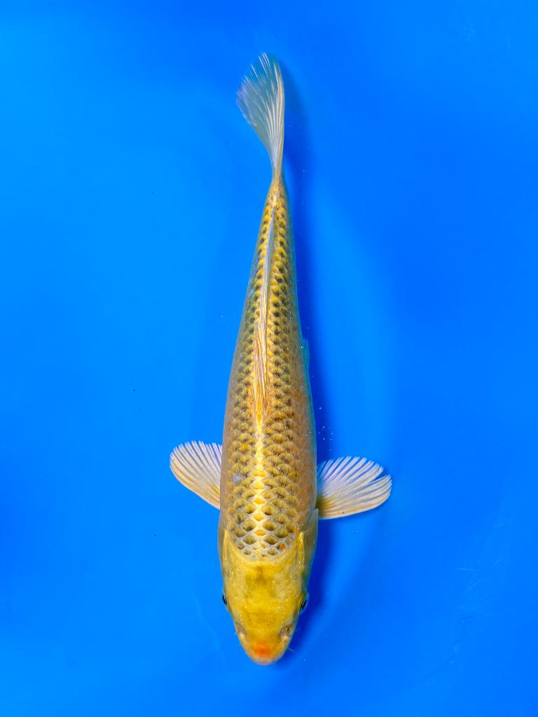Ki Matsuba 25-35cm Hirasawa (Marusei) Japanse koi, Karper of Koi