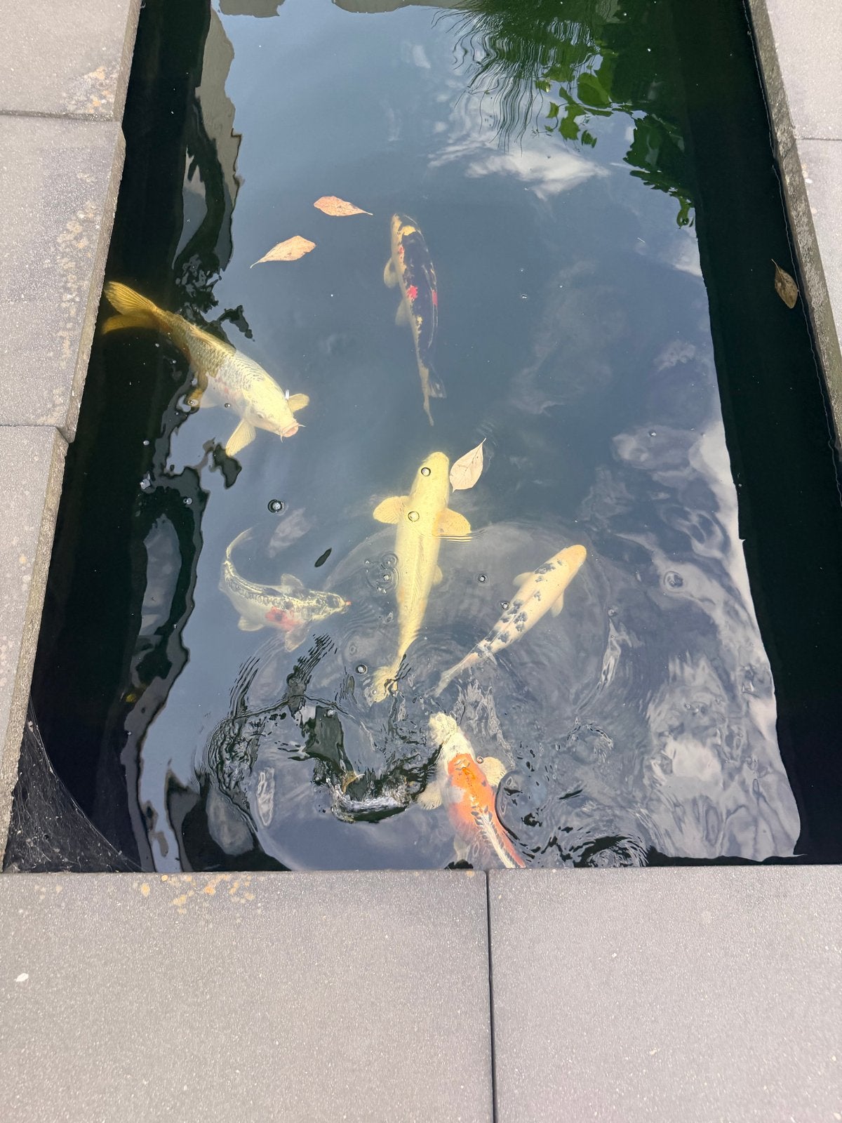 8x mooie Koi’s, Dieren en Toebehoren