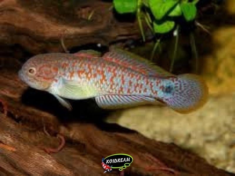 Pauwooggrondel - Tateurndina ocellicauda - Koidream Valburg, Vis, Zoetwatervis