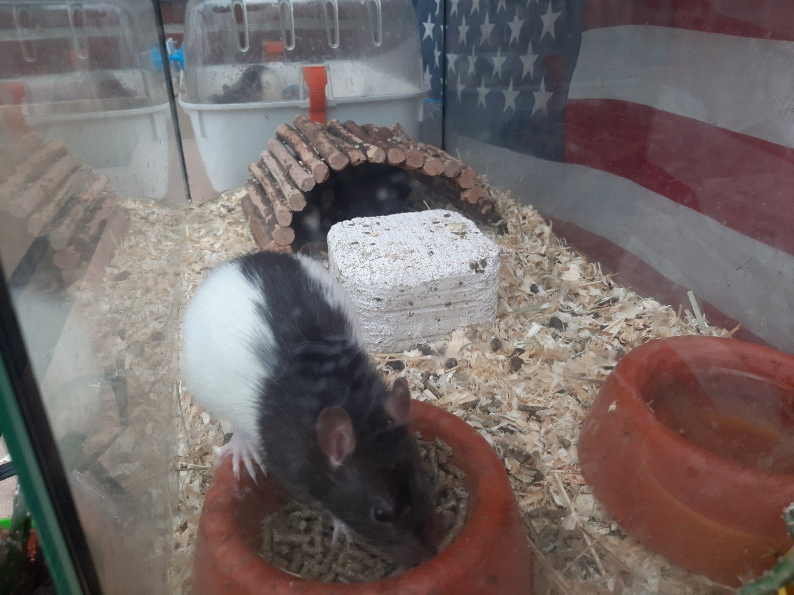 voederratten te koop, Dieren en Toebehoren, Ophalen