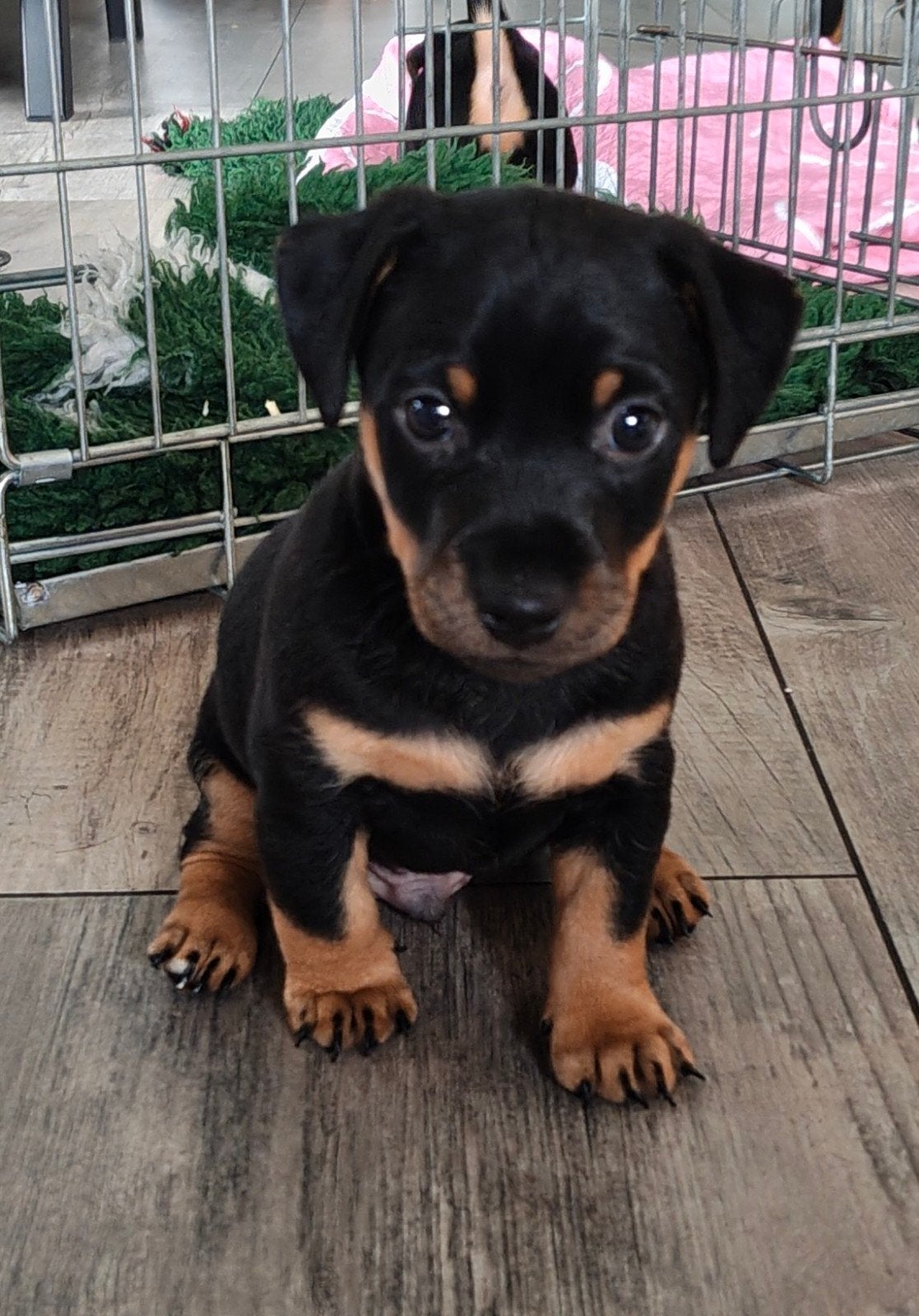 Lieve Jack Russel Pups Black en Tan, Dieren en Toebehoren, Jack Russell Terriër, 8 tot 15 weken, Meerdere, Meerdere dieren