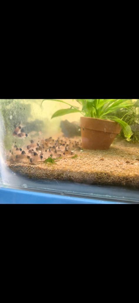 Panda Corrydoras, Dieren en Toebehoren, Vissen | Aquariumvissen, Vis, Zoetwatervis, Schoolvis