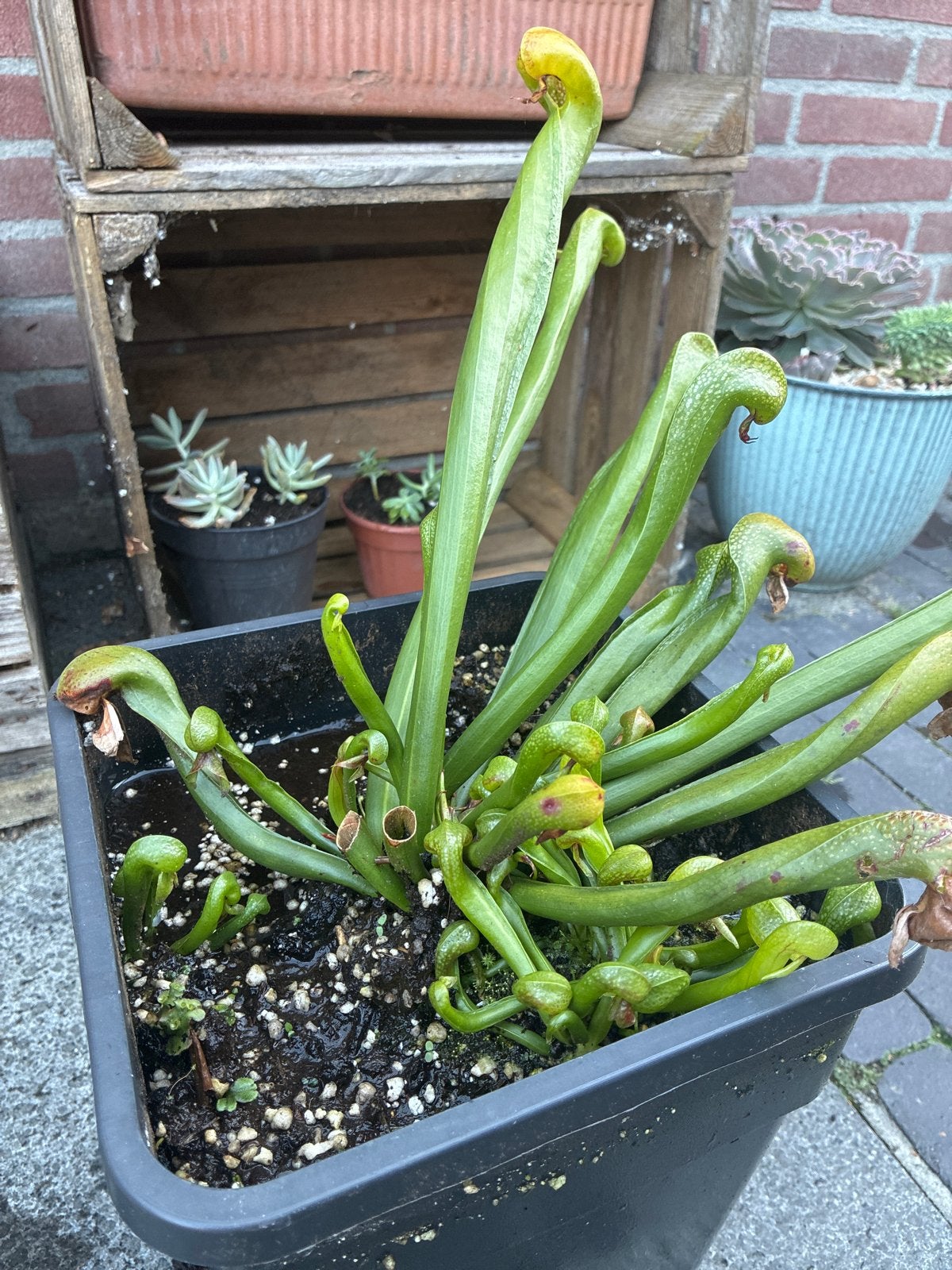 Cobta lily. Vleesetende plant, Ophalen of Verzenden, Overige soorten, Struik, Minder dan 100 cm