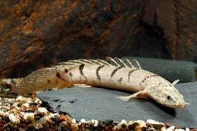polypterus delhezi 12-15 cm €59,95, Dieren en Toebehoren, Vis, Zoetwatervis