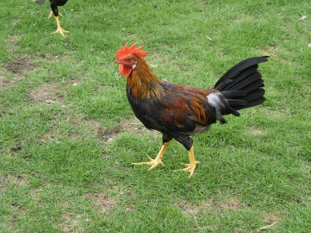 LEGHORN PATRIJS HAANTJES, Mannelijk, Kip