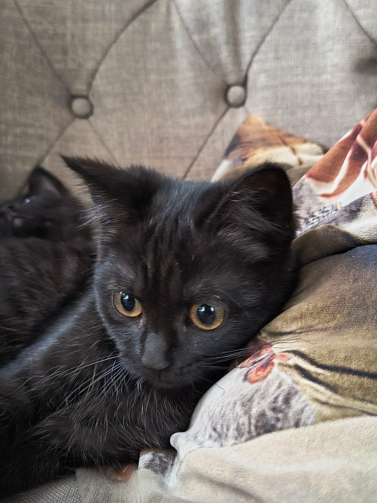 Britse kittens., Meerdere dieren, Ontwormd, 0 tot 2 jaar