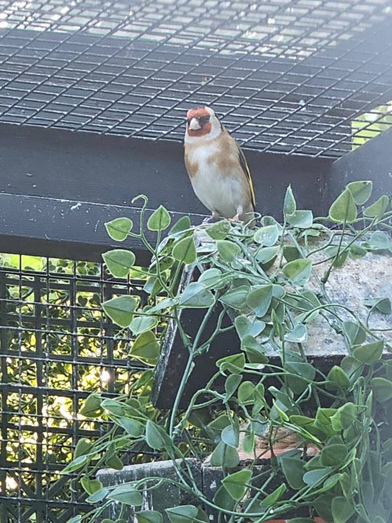 Parva putters koppel, Dieren en Toebehoren, Meerdere dieren, Wildzangvogel