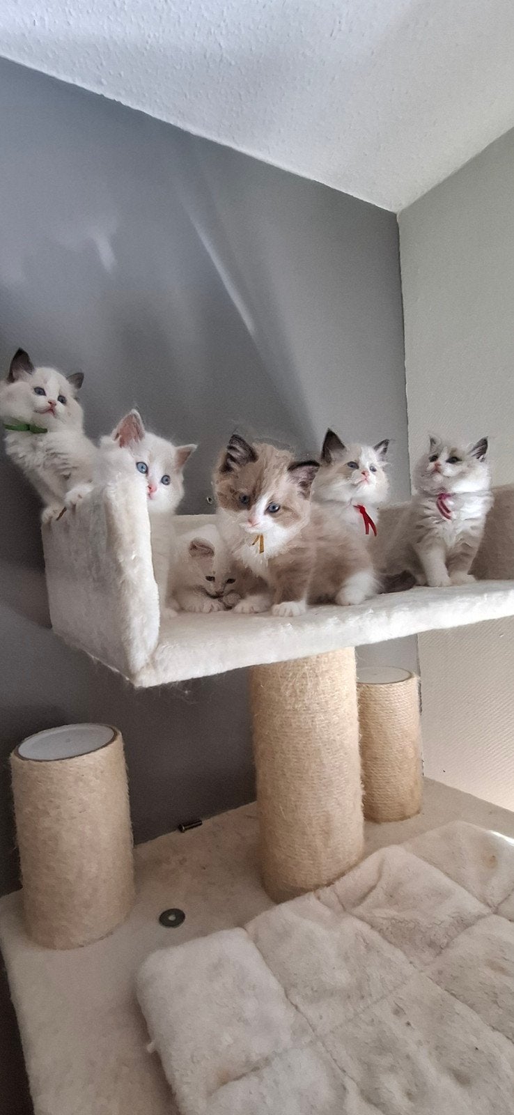 Ragdoll kittens met stamboom, Meerdere dieren, Met stamboom, 0 tot 2 jaar