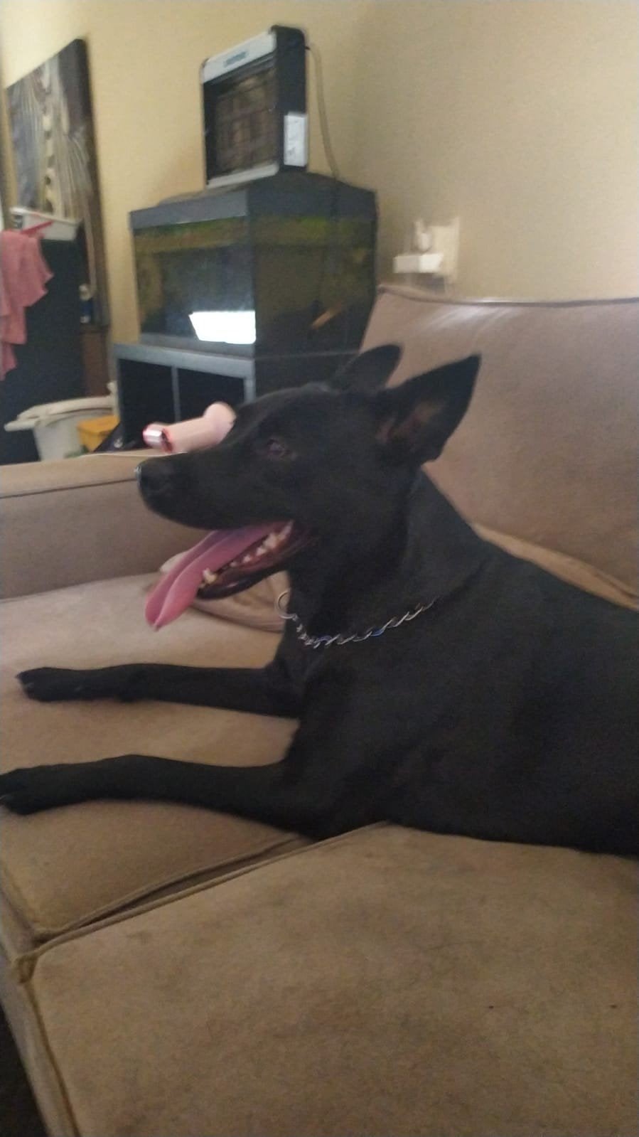 Kruising labrador / fox terriër, Dieren en Toebehoren, Honden | Niet-rashonden, Teef, Particulier, Eén hond, Nederland, 3 tot 5 jaar