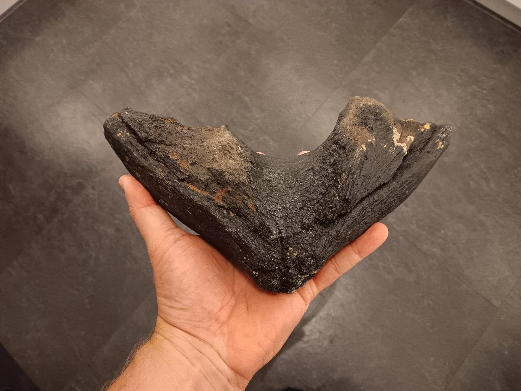 fossiel bot kies zuidelijke mammoet noordzee, Verzamelen, Mineralen en Fossielen, Ophalen, Fossiel
