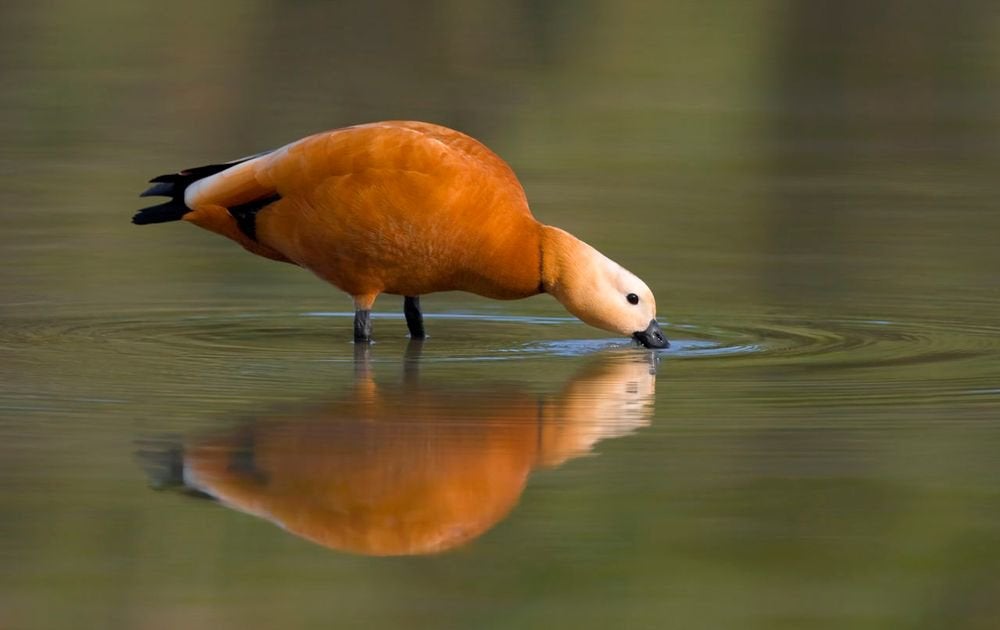 Casarca  eenden, Dieren en Toebehoren, Pluimvee, Meerdere dieren, Eend