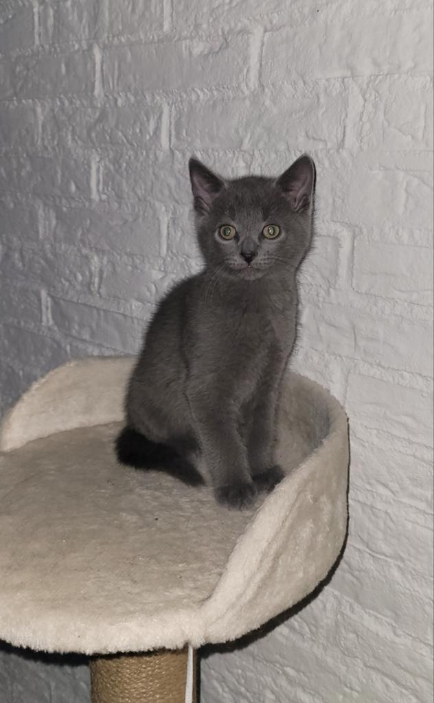 Blauwe rus kittens, Meerdere dieren, 0 tot 2 jaar