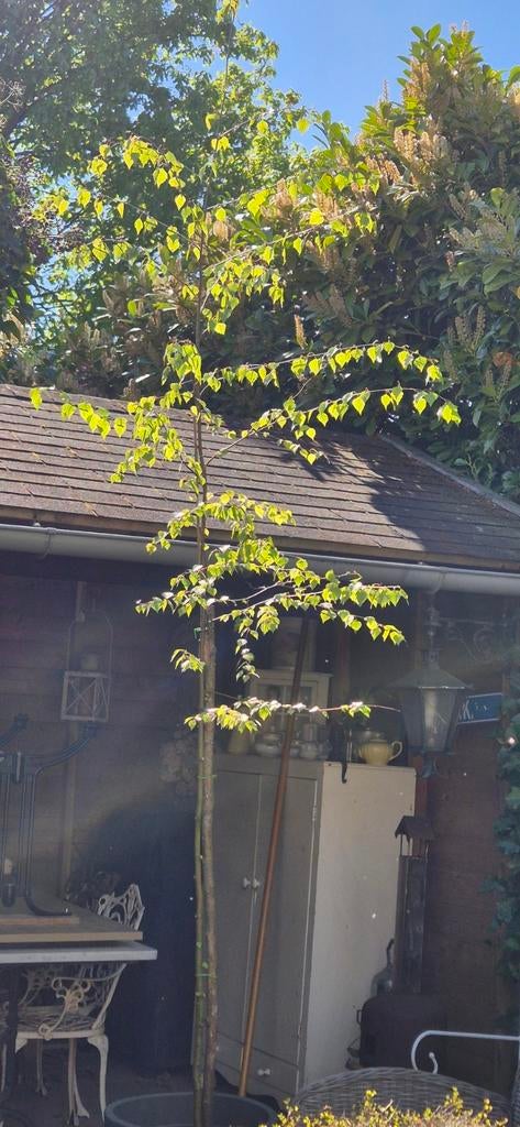 Jonge berkenboom 3.30 m vanaf de grond, Tuin en Terras, Planten | Bomen, Ophalen, Volle zon, Overige soorten, 250 tot 400 cm