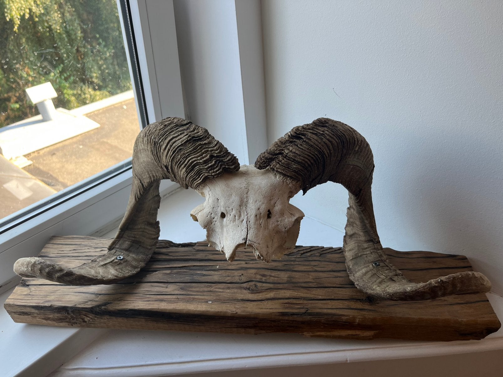 Mooie ram schedel op plank, Verzamelen, Dierenverzamelingen, Ophalen of Verzenden, Gebruikt, Boerderijdier, Schedel