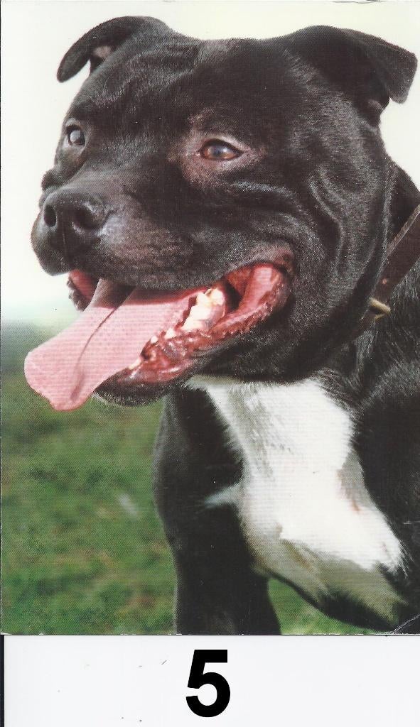 Ansichtkaart nr5 staffordshire bull terrier ( black brindle, Verzamelen, Ophalen of Verzenden, 1980 tot heden, Ongelopen, Paard