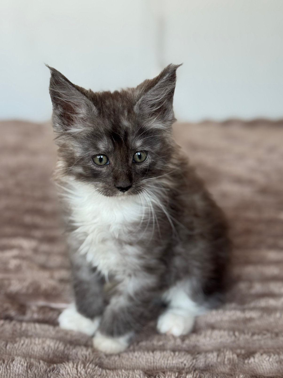 Prachtige Maine coon kittens, Dieren en Toebehoren, Meerdere dieren, Gechipt, 0 tot 2 jaar