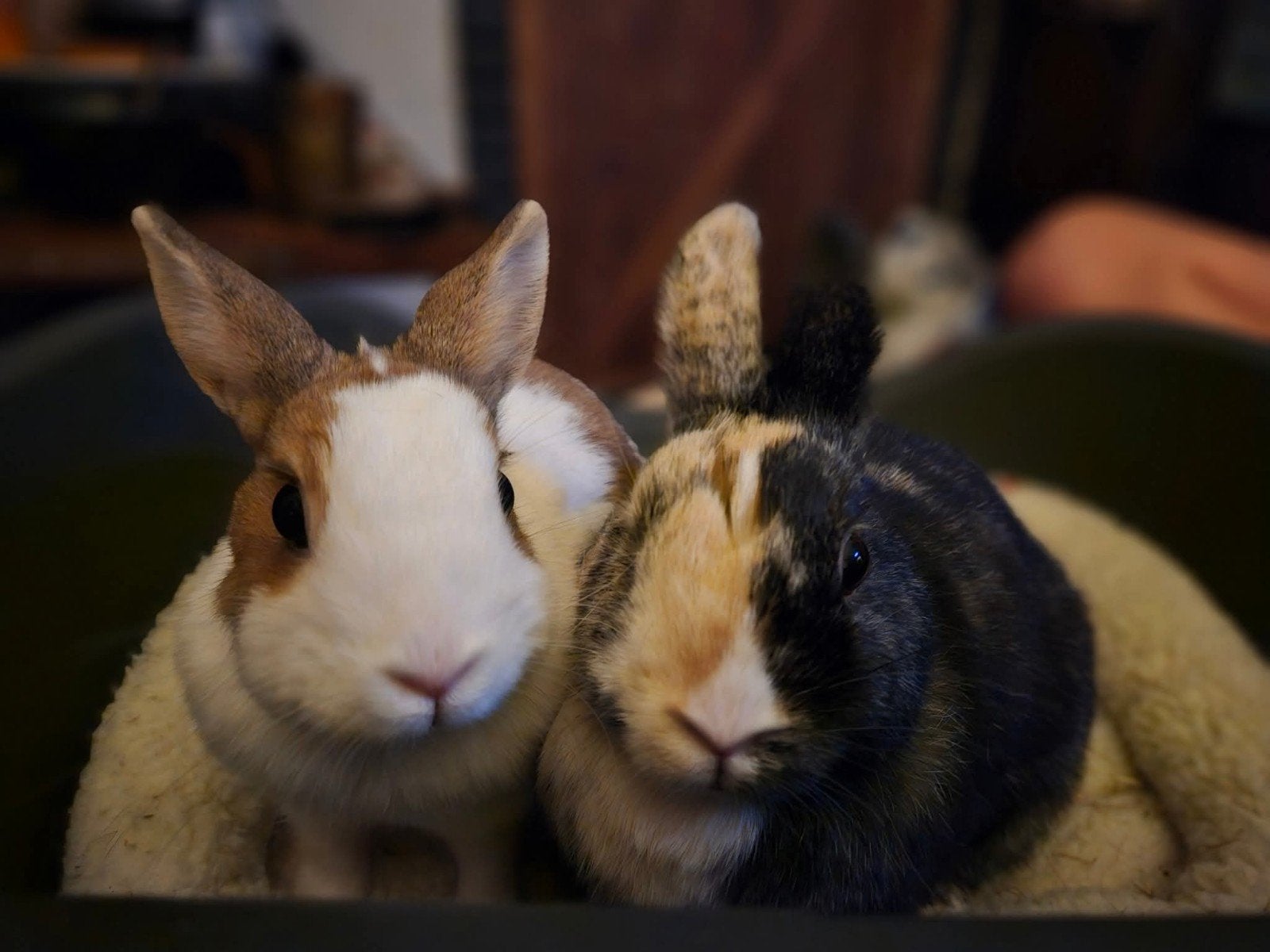 2 lieve (binnen) mini lob konijntjes, Dieren en Toebehoren, Konijnen, Meerdere dieren