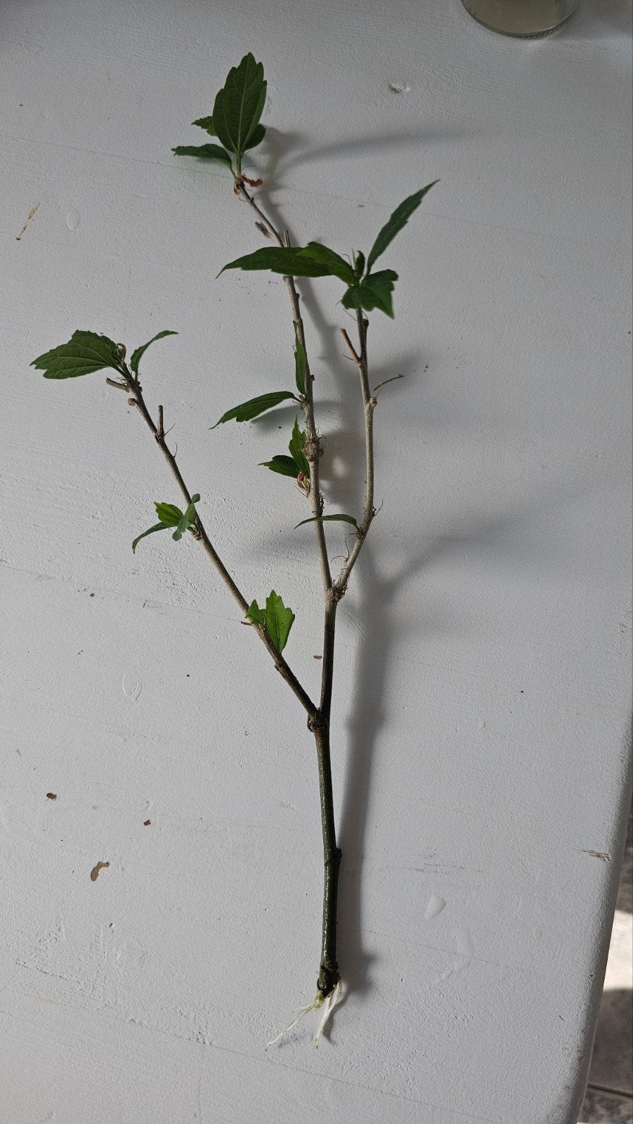 Hybiscus stek,n roze., Verzenden, Overige soorten, Volle zon