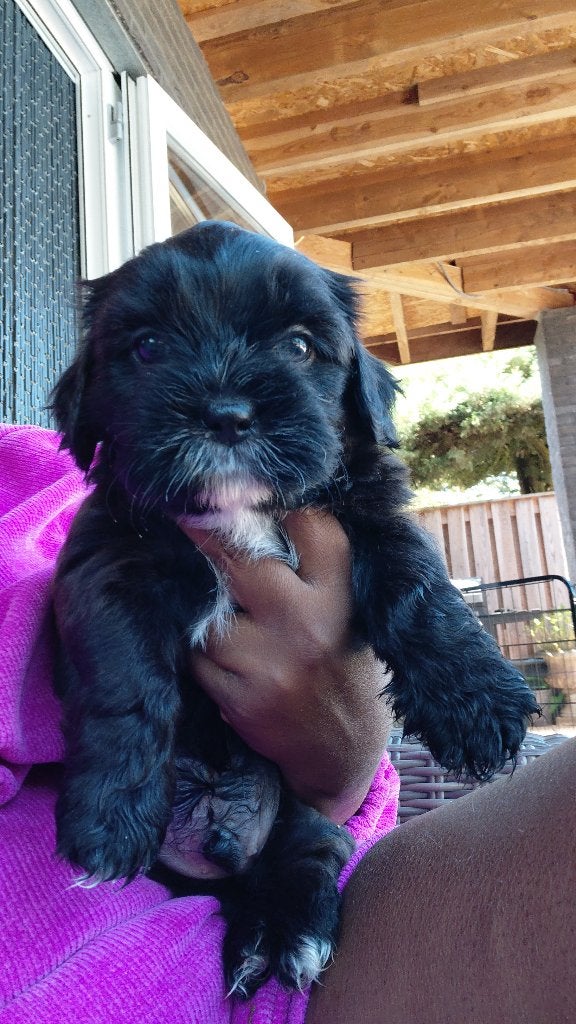 Boomer pups 1 reutje te koop, Overige rassen, 8 tot 15 weken, Geslacht onbekend, Parvo