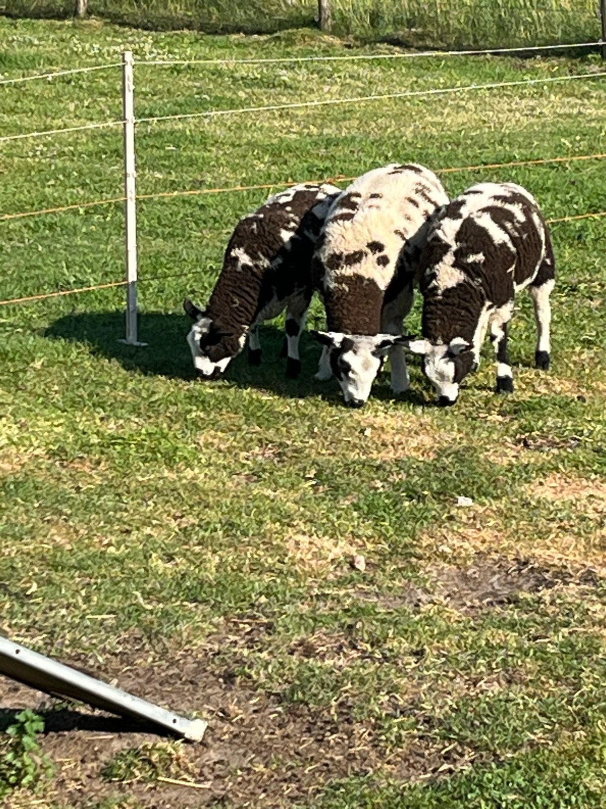 Te koop drie lammeren, Dieren en Toebehoren, Schapen, Geiten en Varkens, Meerdere dieren, Schaap, 0 tot 2 jaar