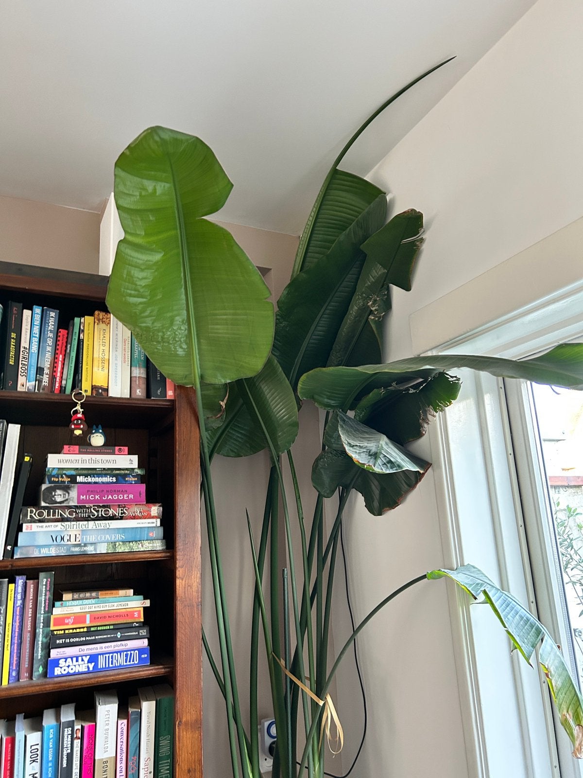 Enorme Strelitzia Nicolai plant - blikvanger in hoge pot, Ophalen, 200 cm of meer, Overige soorten, In pot