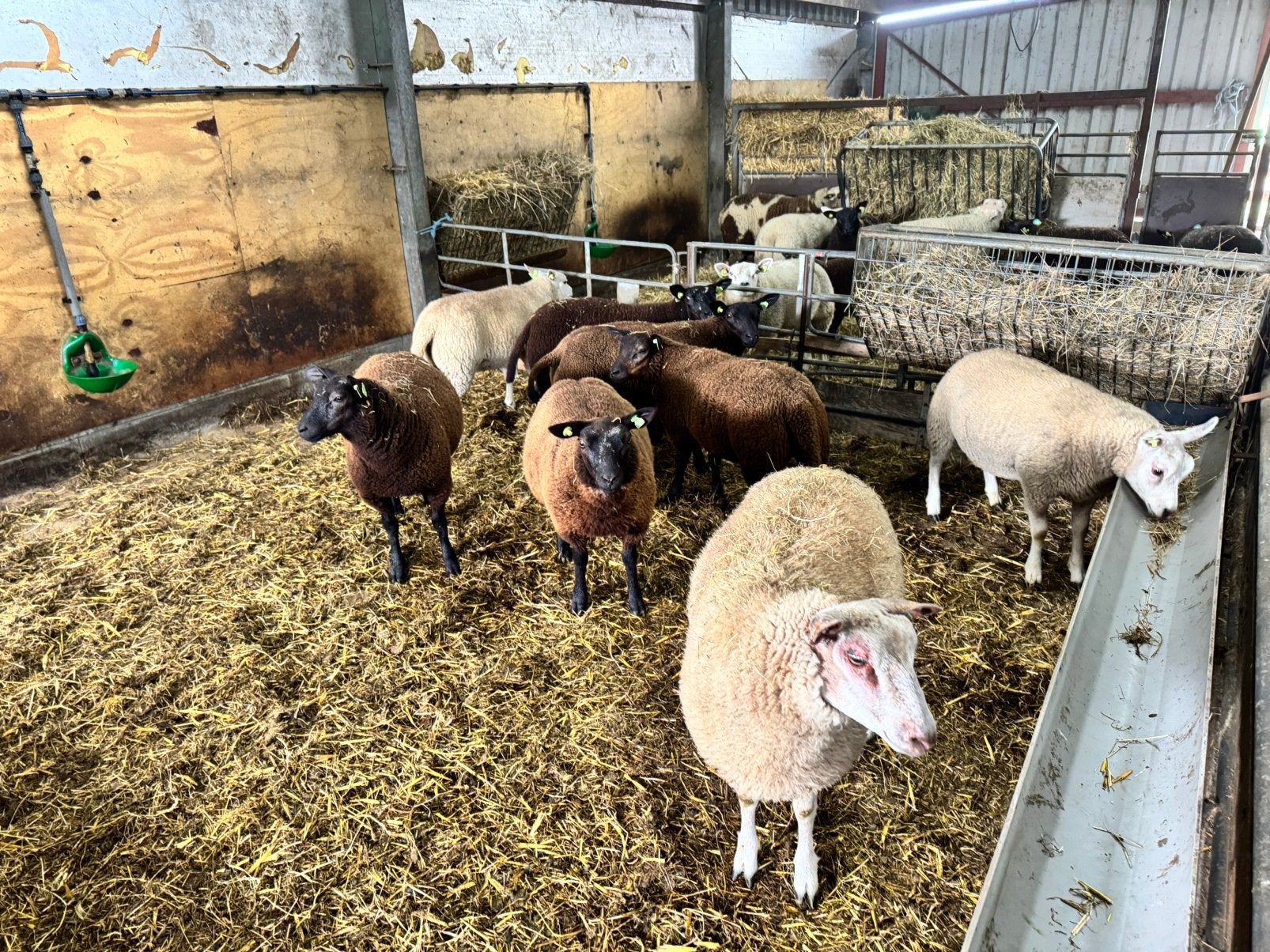 Verschillende jonge fok ooien, Dieren en Toebehoren, Vrouwelijk, Schaap