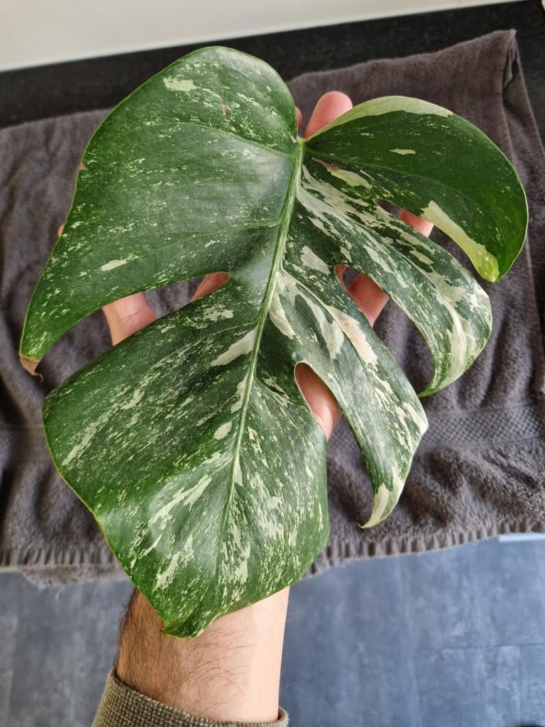 Monstera Deliciosa Albo Variegata stekken, Huis en Inrichting, Kamerplanten, Ophalen of Verzenden, Halfschaduw, Minder dan 100 cm