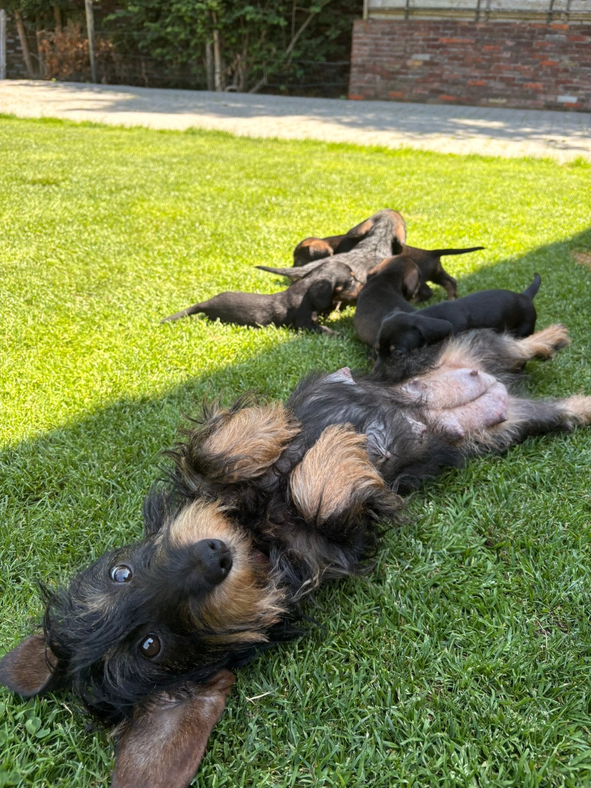 Ruwharige dwergteckel pups, Dieren en Toebehoren, Parvo, 8 tot 15 weken, Dwerg, Meerdere