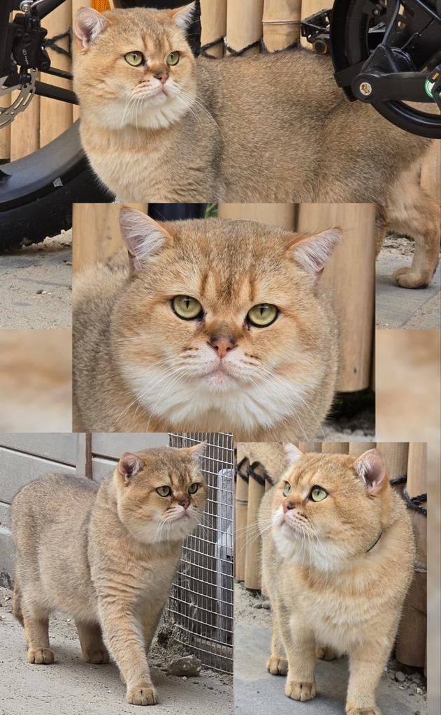 Britse korthaar dekkater golden shaded