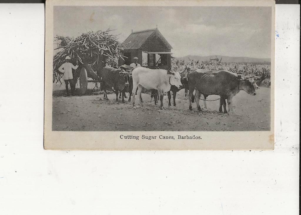Barbados Ossenkar met suikerrietoogst, Ophalen of Verzenden, 1920 tot 1940, Gelopen, Buiten Europa