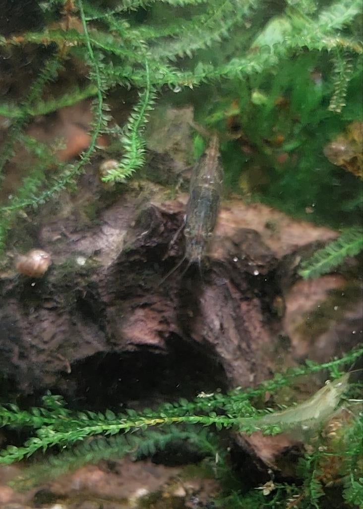 Groepje van 20 garnalen, Kreeft, Krab of Garnaal, Zoetwatervis, Schoolvis
