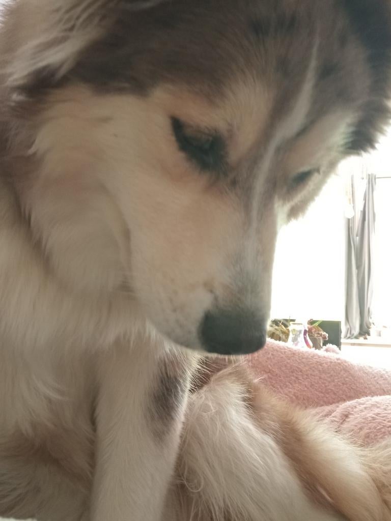 Husky x australian Shepherd 7 maanden zoekt boerderij, Dieren en Toebehoren, Honden | Herdershonden en Veedrijvers, 15 weken tot 1 jaar