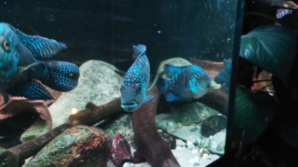 Rocio octofasciata. jack dempsey cichliden, Vis, Zoetwatervis