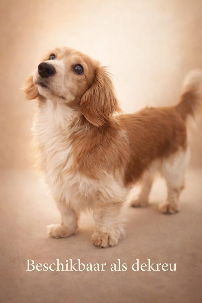Cream-piebald dwergteckel dekreu (niet te koop!), Reu, 1 tot 2 jaar, Meerdere, Nederland