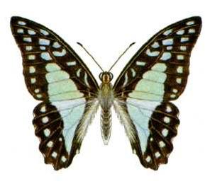 Vlinder, Dieren en Toebehoren, Insecten en Spinnen, Vlinders of Rupsen