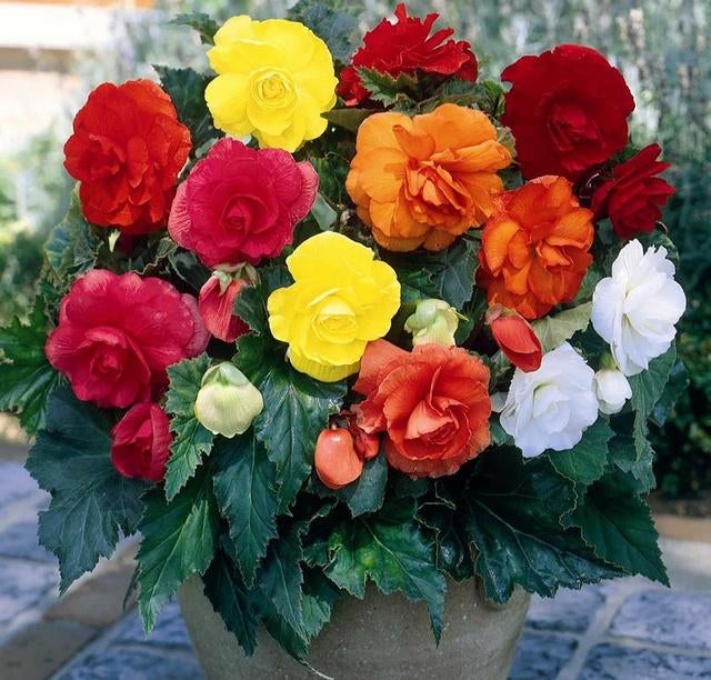 Knolbegonia mix bollen 3 stuks, Ophalen of Verzenden, Voorjaar, Halfschaduw, Knol