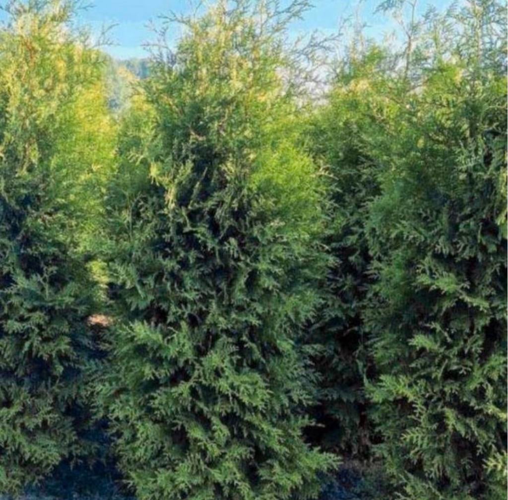 Thuja occidentalis Brabant Coniferen, Ophalen of Verzenden, Conifeer, 100 tot 250 cm
