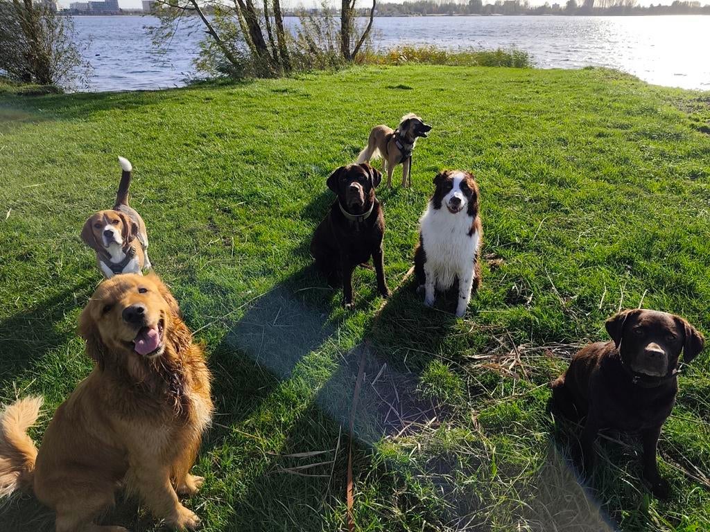 Enkele plekjes beschikbaar bij gediplomeerde uitlaatservice!, Diensten en Vakmensen, Dieren | Honden | Verzorging, Oppas en Les