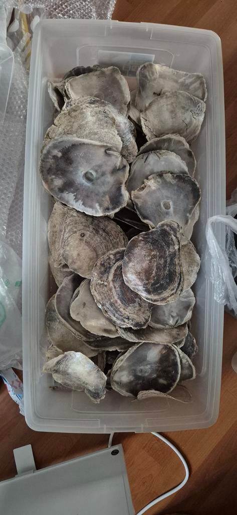 Capiz schelpen uit Bali, Huis en Inrichting, Woonaccessoires | Overige, Ophalen of Verzenden
