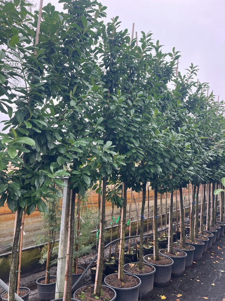 Groenblijvende bomen op stam., Ophalen, Volle zon, Overige soorten, 250 tot 400 cm