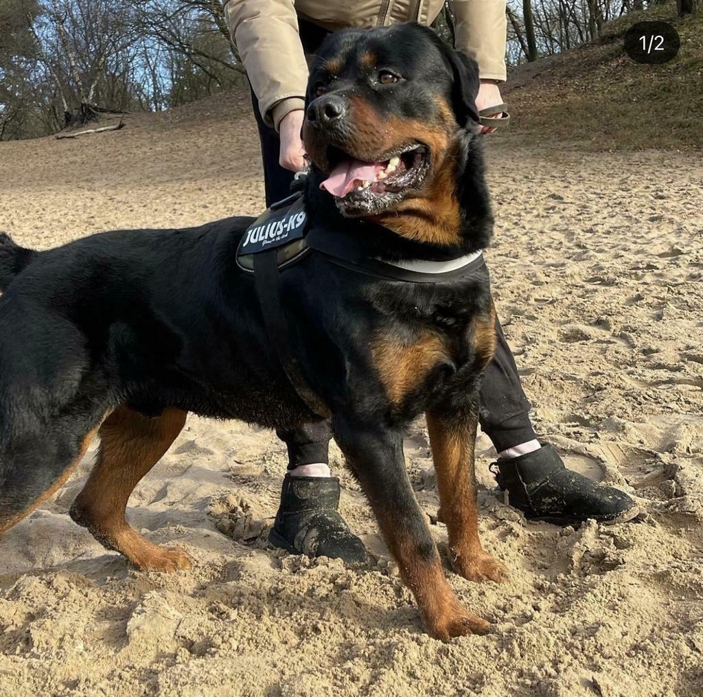 DEKREU Raszuivere Rottweiler FCI stamboom (NIET TE KOOP), Reu, Parvo, Eén hond, 3 tot 5 jaar