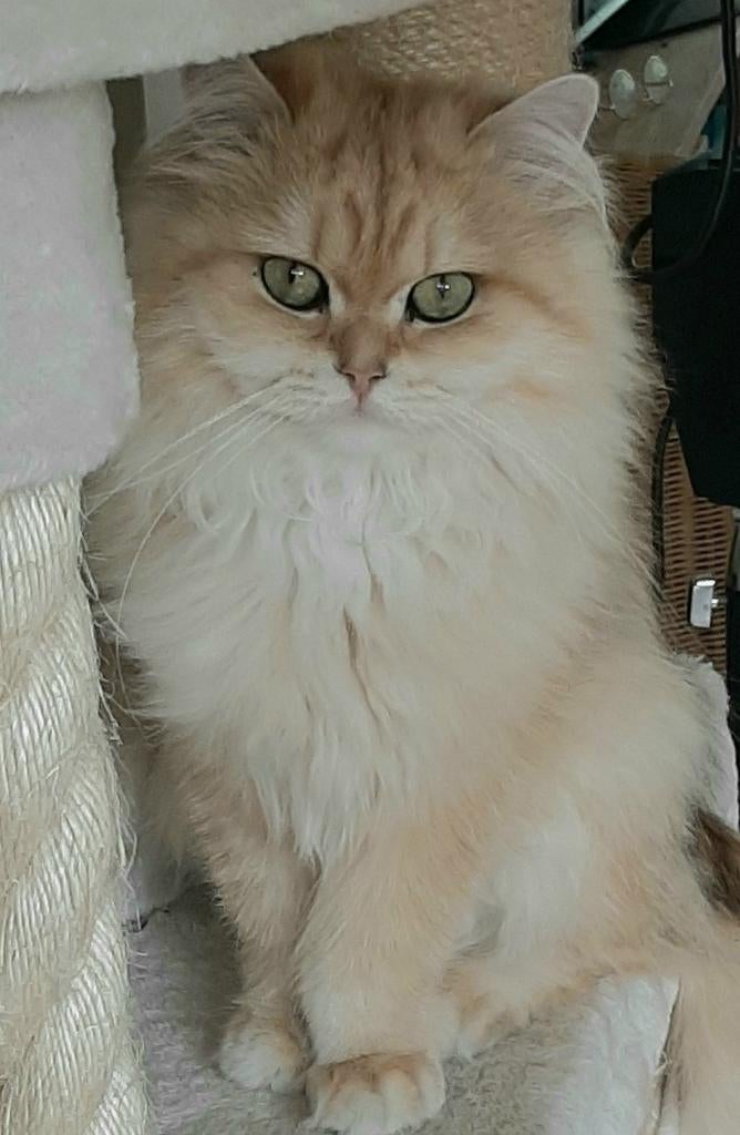 BLH dekkater Black Golden Shaded, Kater, 0 tot 2 jaar