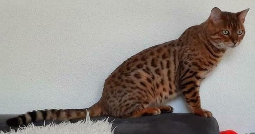 Bengaalse dekkater met stamboom (niet te koop), Dieren en Toebehoren, 6 jaar of ouder