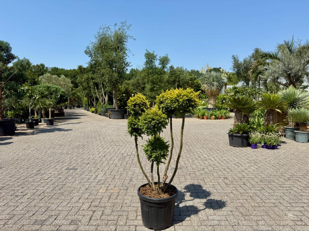Taxus baccata Semperaurea tuinbonsai / pon pon te koop!!, Tuin en Terras, Planten | Bomen, Bloeit niet, Minder dan 100 cm, Volle zon