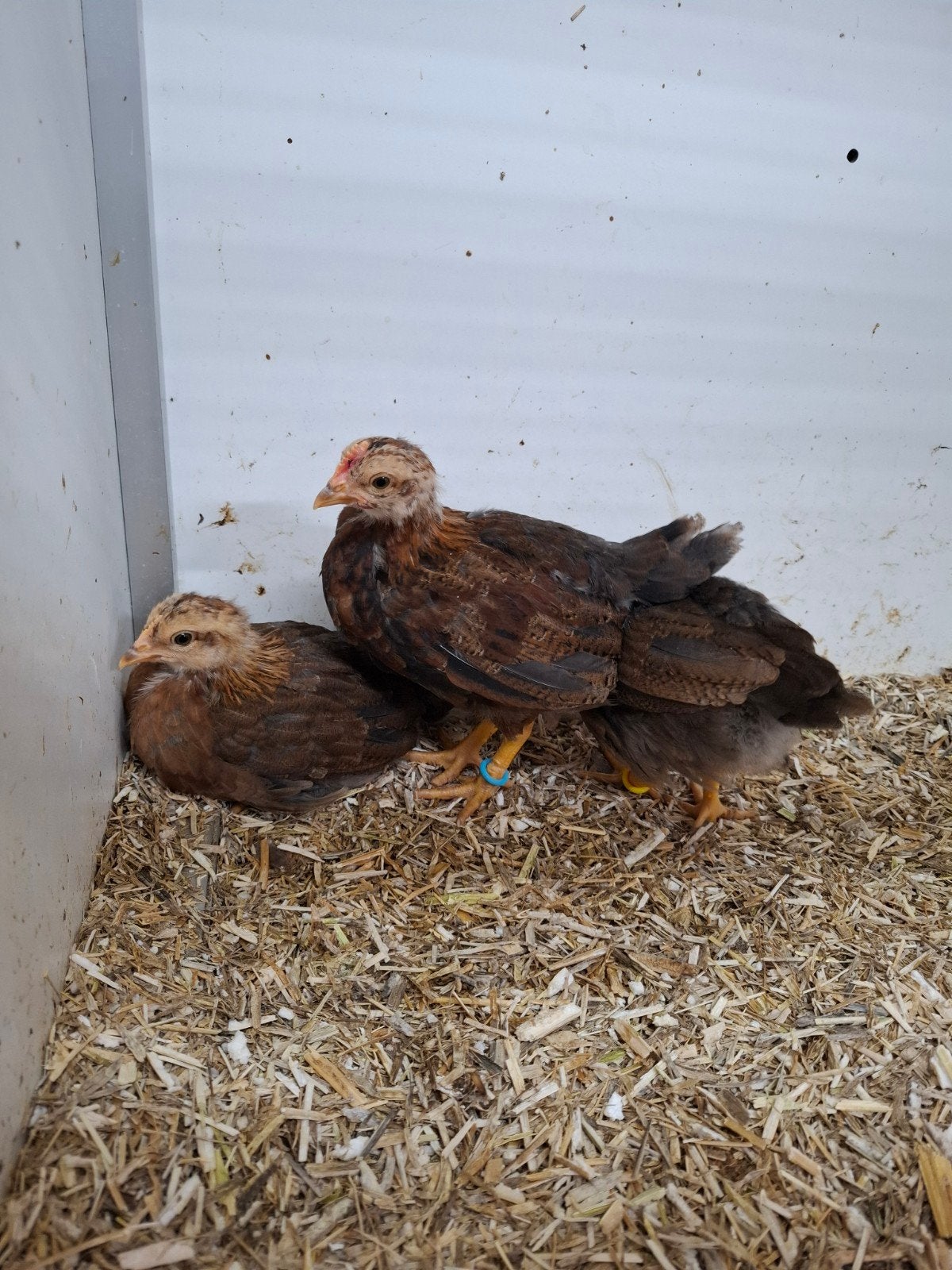 Welsumer kriel kuikens, Dieren en Toebehoren, Pluimvee, Meerdere dieren, Kip