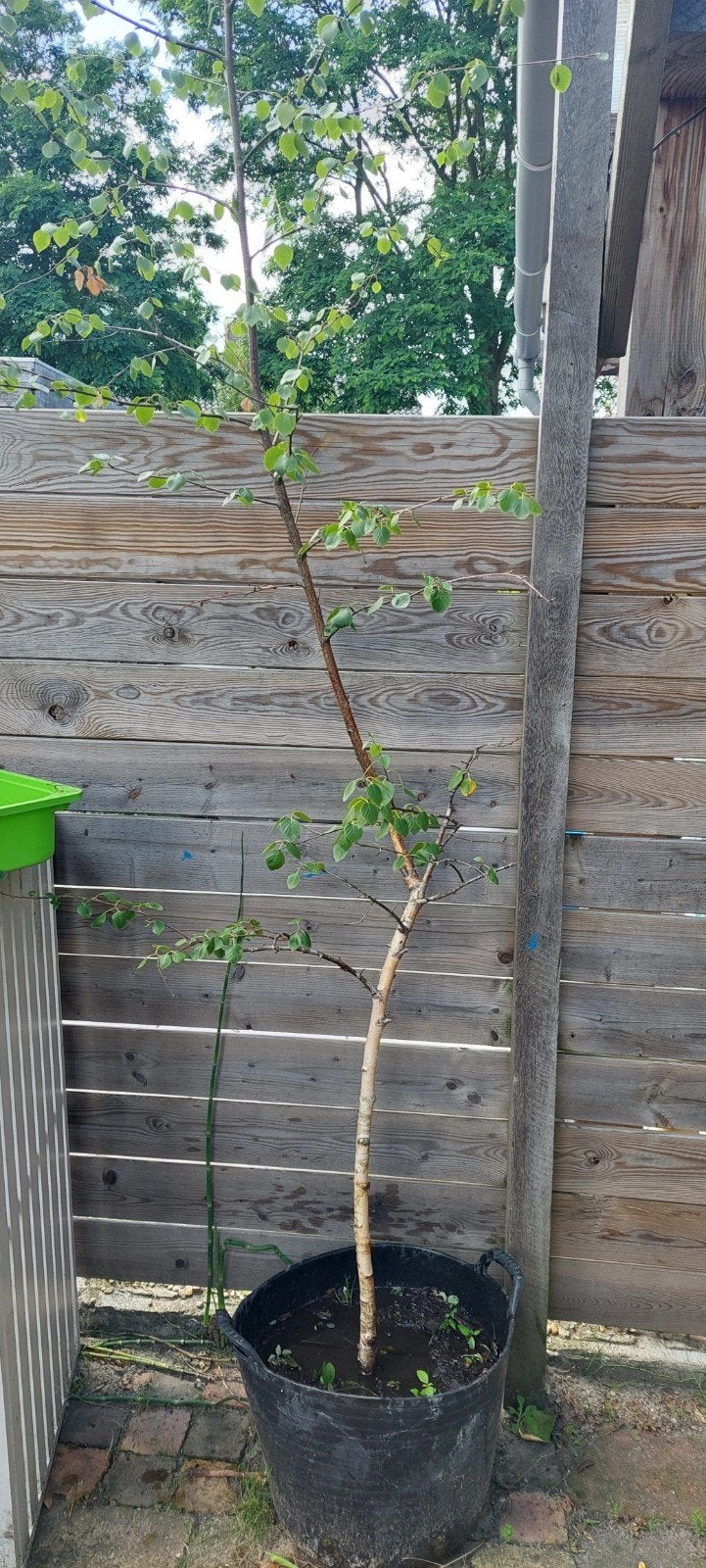 Berkenbomen, Bloeit niet, Overige soorten, Ophalen, Volle zon